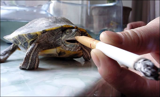turtle1_682_461239a.jpg