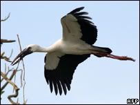 _44204882_openbilledstork_afp203.jpg