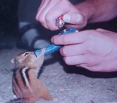 animalcontrol.jpg