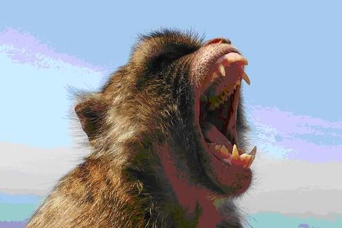 macaque.jpg