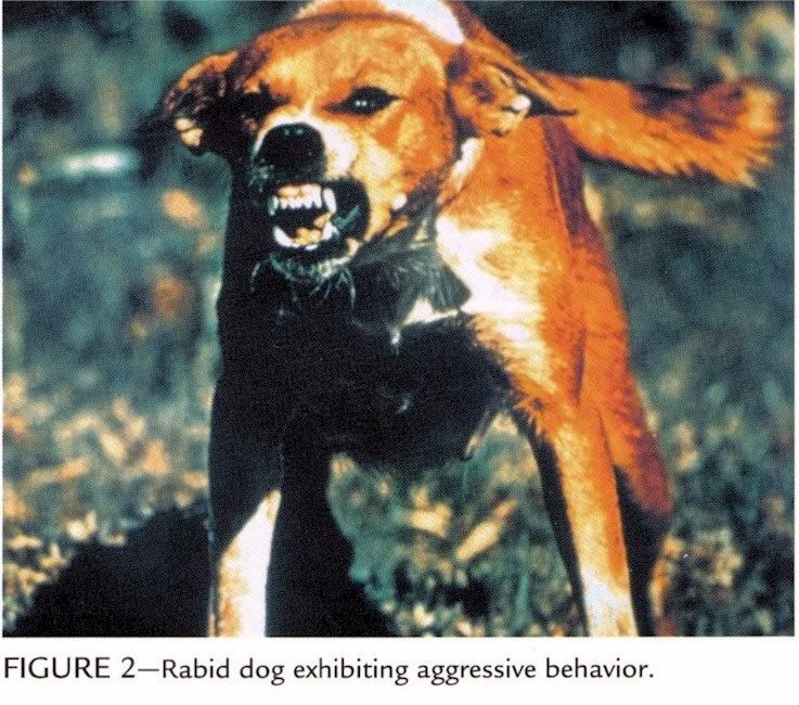 rabid20dog.jpg