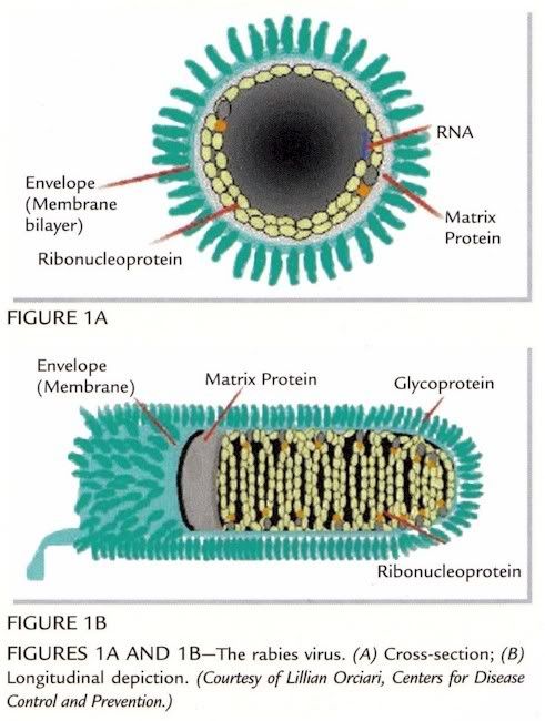 rabiesvirus.jpg