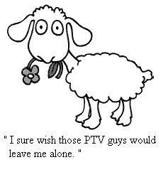 sheep1.jpg