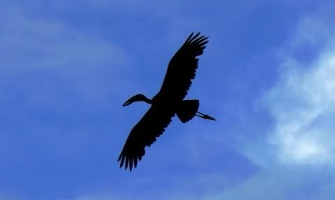 stork.jpg