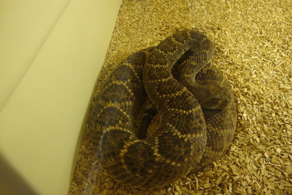 WDB Rattlesnake for sale. Reptile Forums