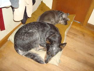 Tillie & Grover sharing bed