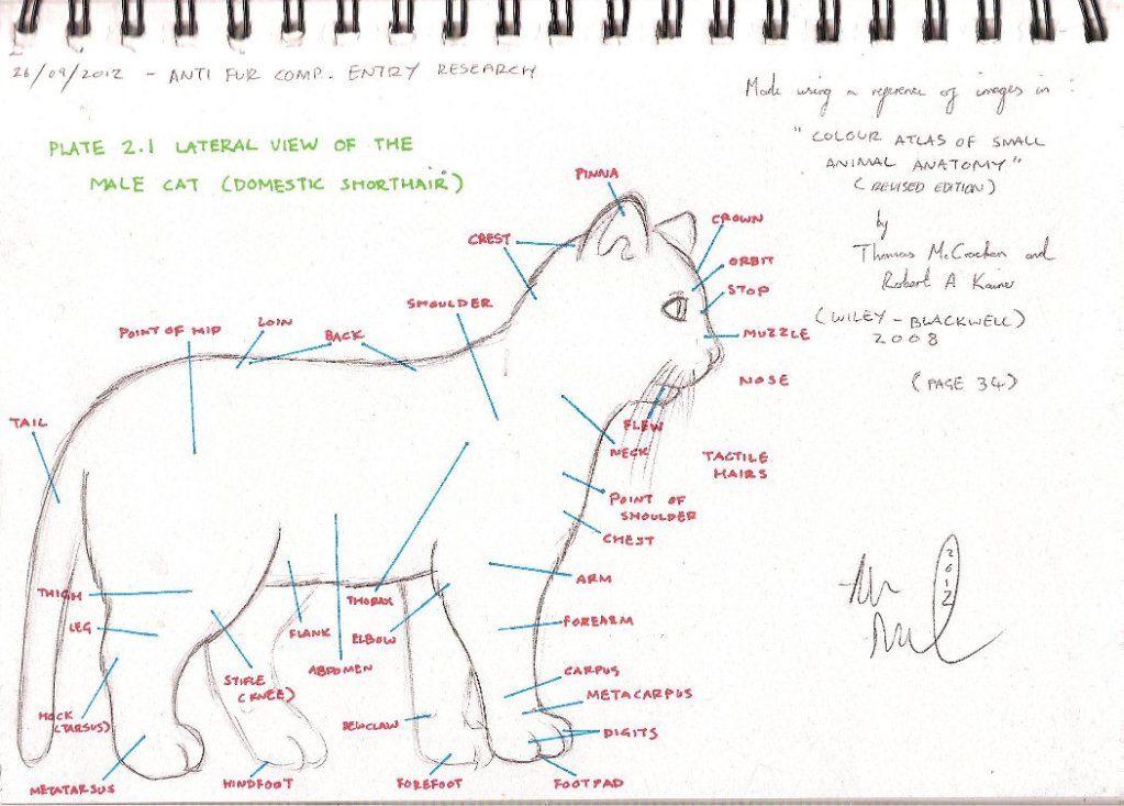 Cat Diagram