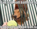 Dog Wants Ball Pictures, Images and Photos
