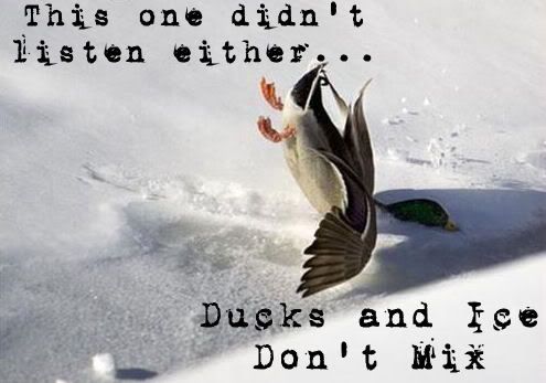 funny-pictures-duck-falls-snow1.jpg