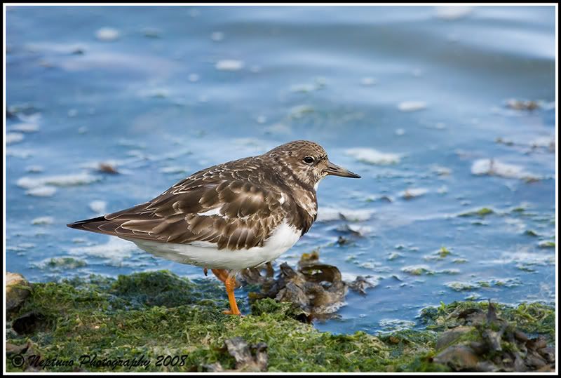 IMG_0760turnstone800sharper.jpg