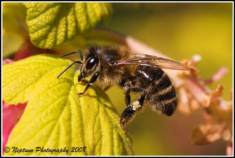 IMG_0790hoverfly800.jpg