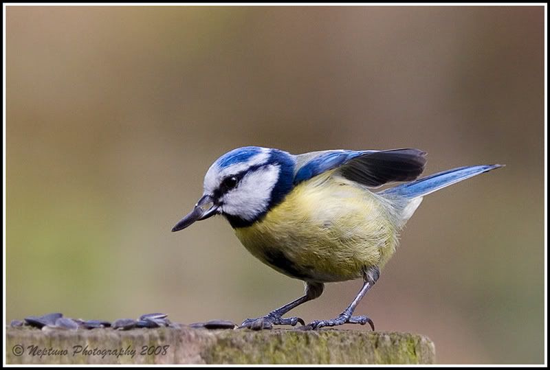 IMG_0971-bluetit-800px.jpg