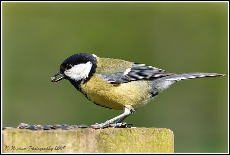 IMG_1008-greattit-800px1.jpg