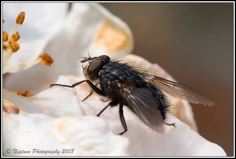 IMG_1030-housefly-800px.jpg