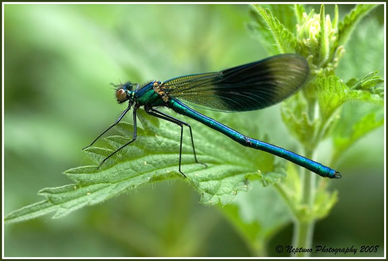 IMG_1844-beautifuldemoiselle800.jpg