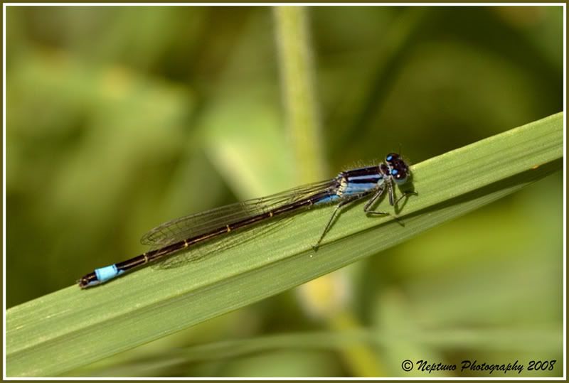 IMG_1946-bluetaileddamselfly800.jpg