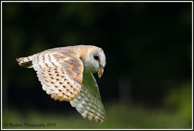 IMG_2231-barnowl800.jpg