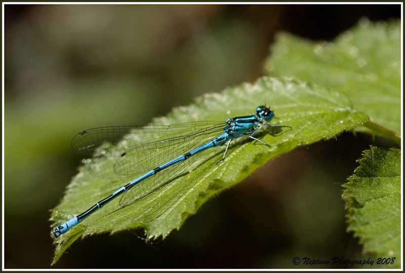 IMG_8413-azuredamselfly800.jpg