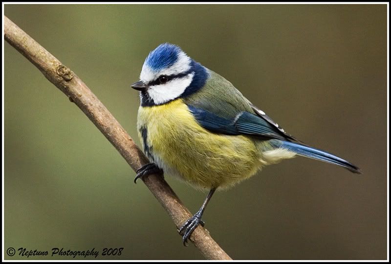 bluetit-1.jpg