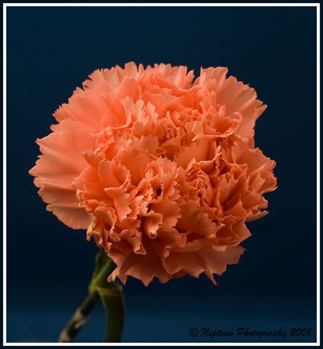 carnation