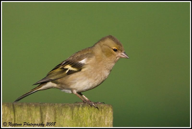 chaffinch.jpg