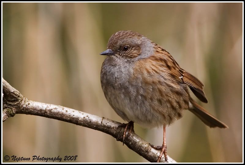 dunnock.jpg