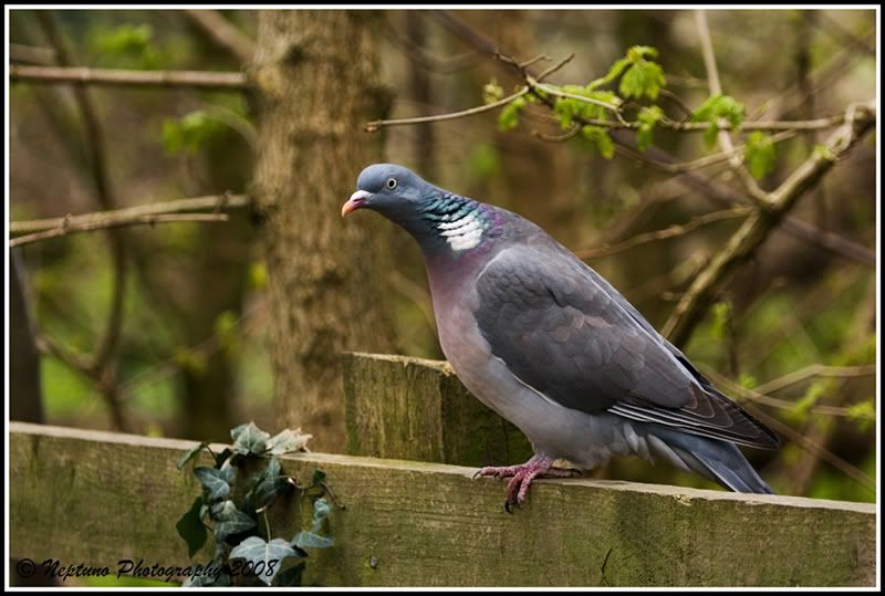 woodpigeon.jpg