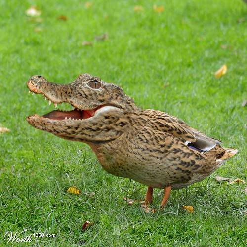 The Crocoduck