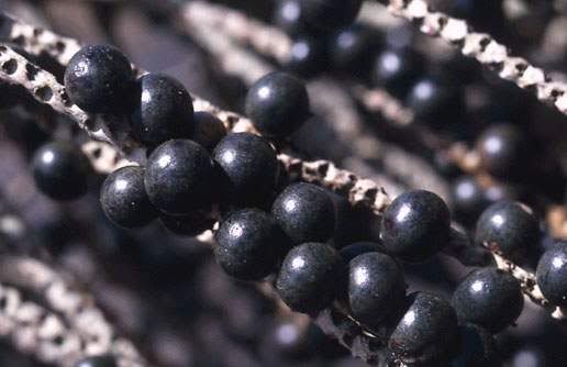 accai berry acai berry