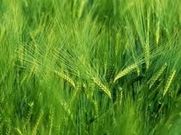 barley grass