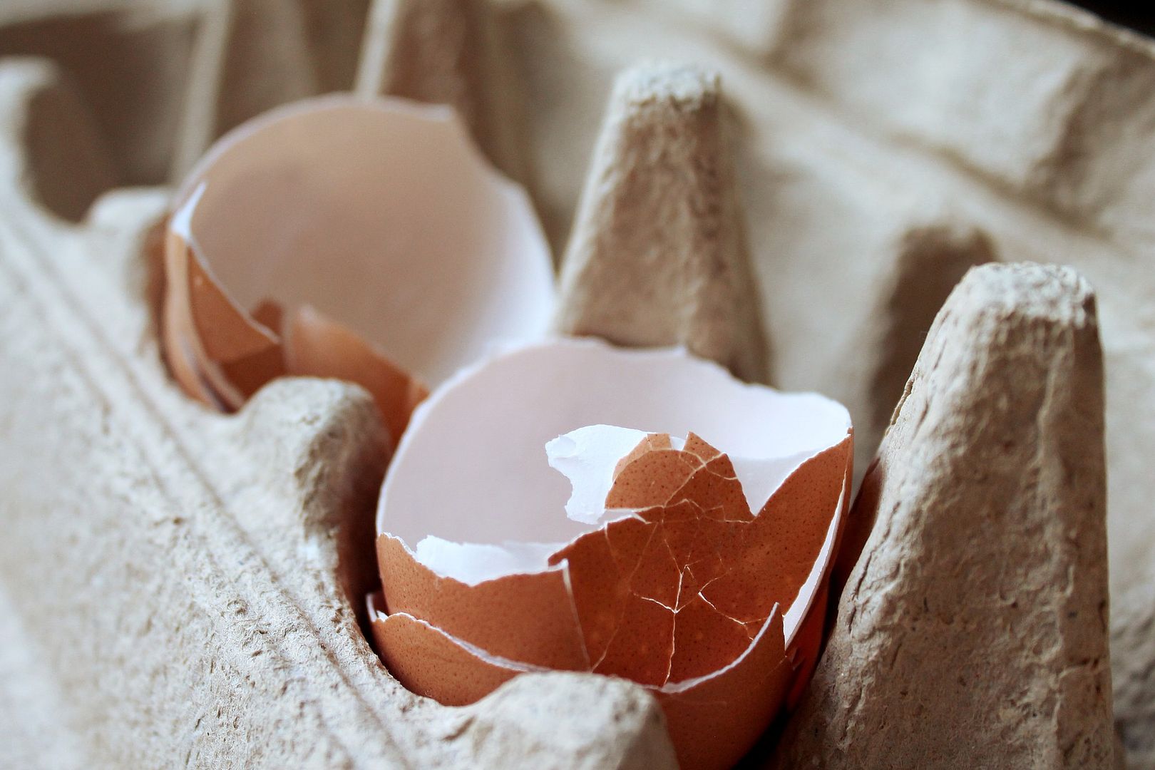 calcium-rich foods egg shell