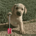 photo yoyopuppy_zps358f1791.gif