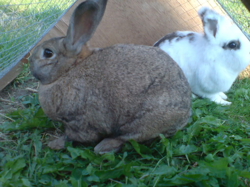 Rescue rabbits looking for homes Wiltshire Reptile Forums