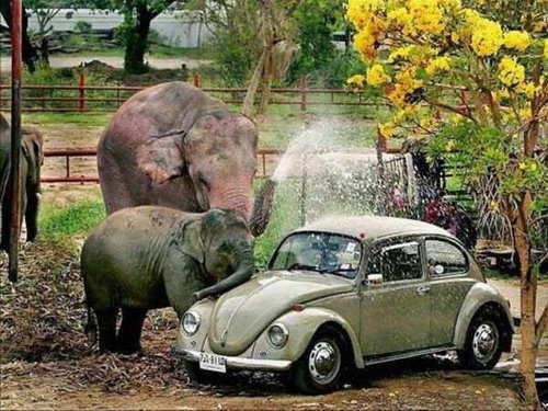 lavando-carros-elefantes.jpg