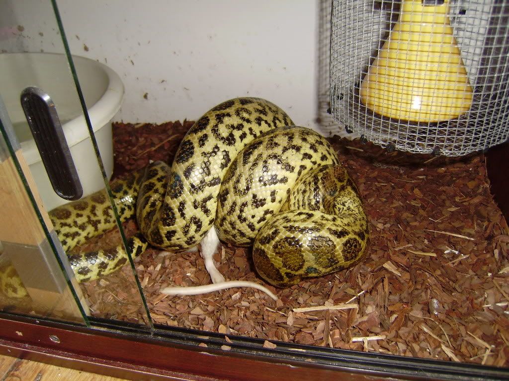 Sub Adult Female Yellow Anaconda For Sale Cornwall Reptile Forums