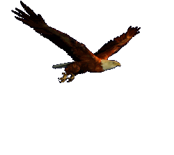 001.gif