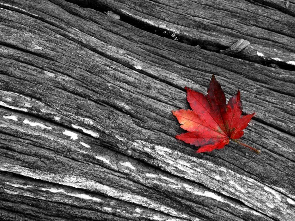 red_point_in_a_grey_life_04.jpg