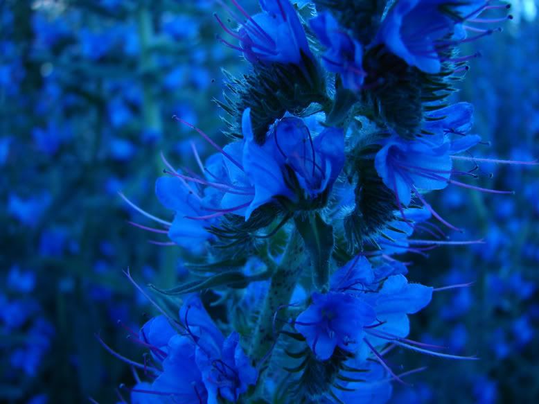 Dark_Blue_.jpg