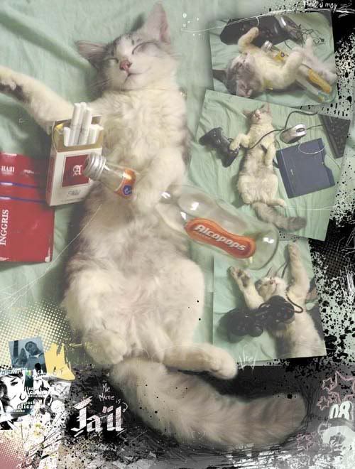 meong_mabok.jpg