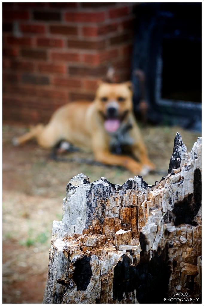 Bark_is_worse_than_it__s_bite_.jpg