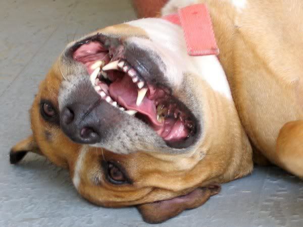 Brandi_Dog_.jpg