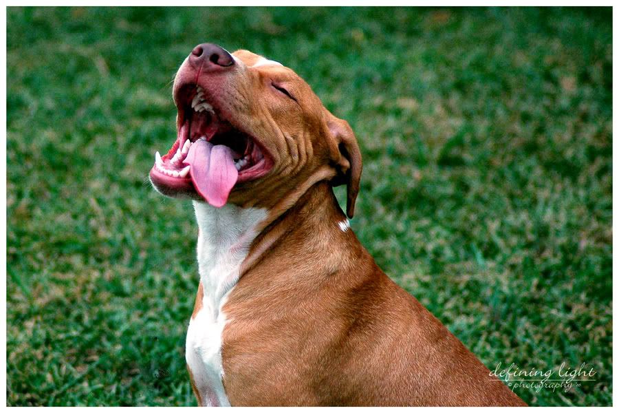 Bully_Grin.jpg