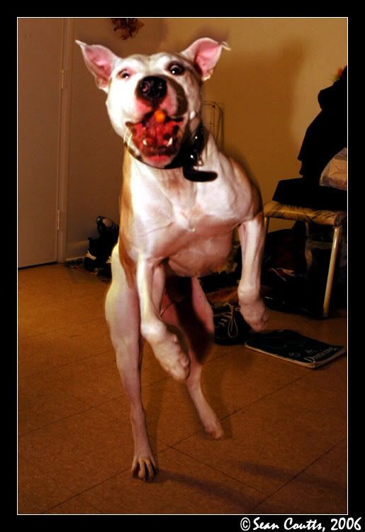 Cheeto_Vs__Pitbull_.jpg