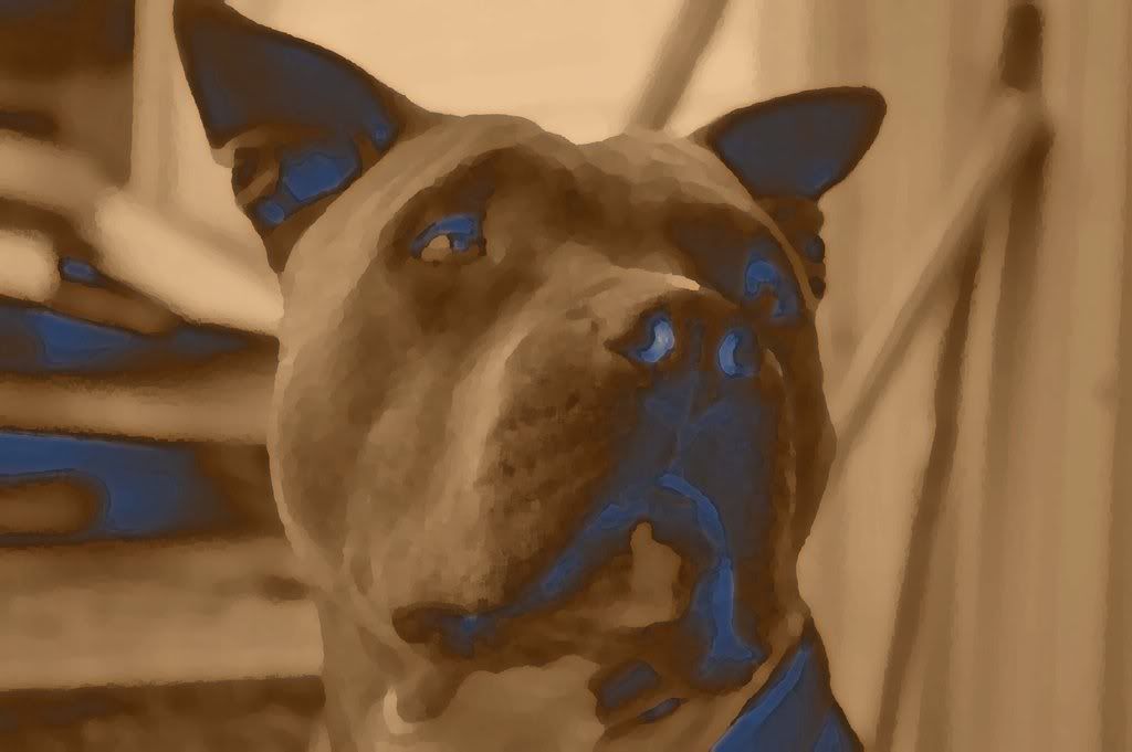 Oso_Azul_.jpg