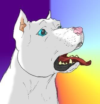 PitBull_77.jpg