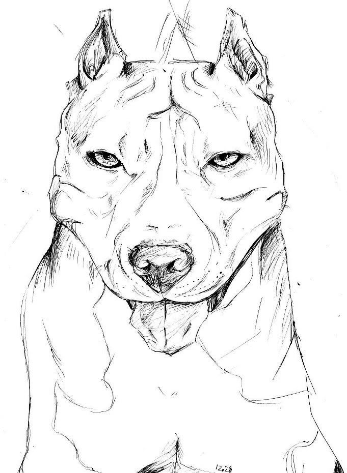 Pitbull_78.jpg