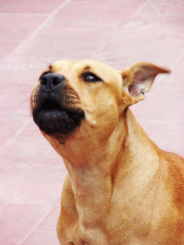 Pitbull_II_.jpg