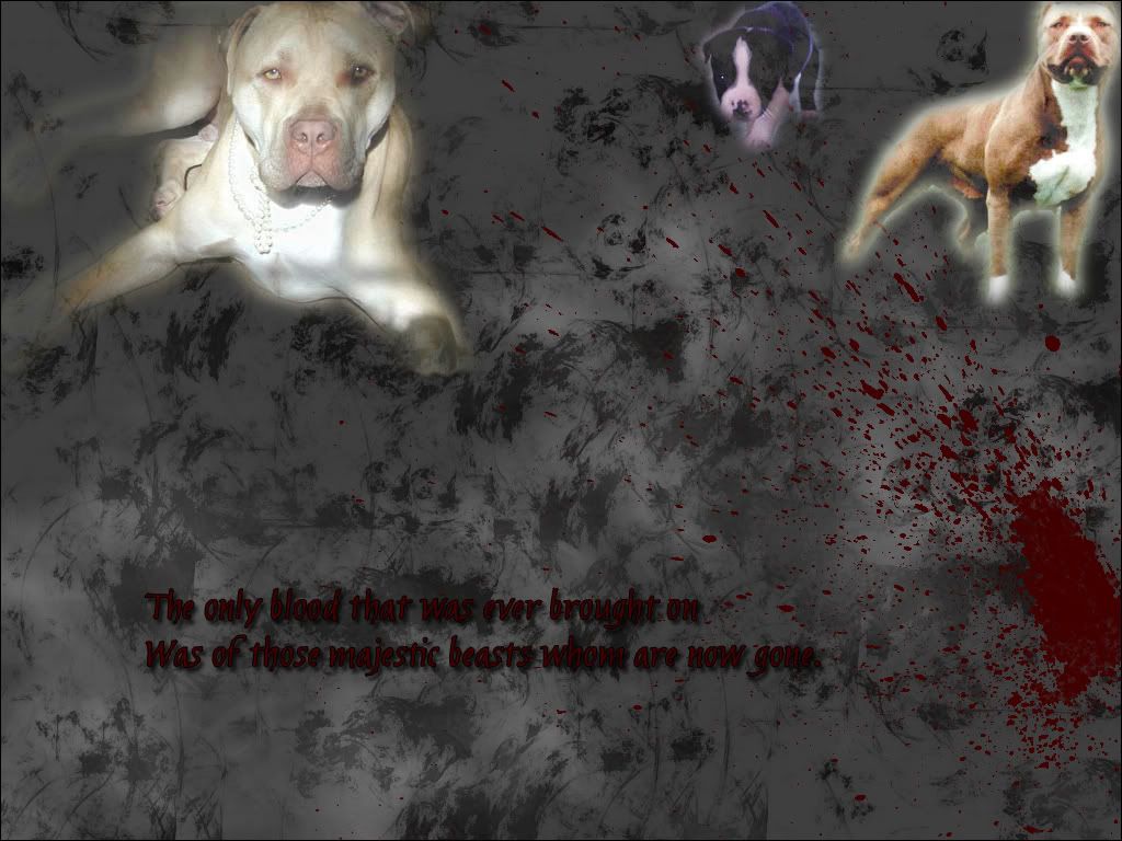 Pitbull_Problem__.jpg