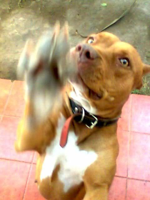 Scrash_.jpg