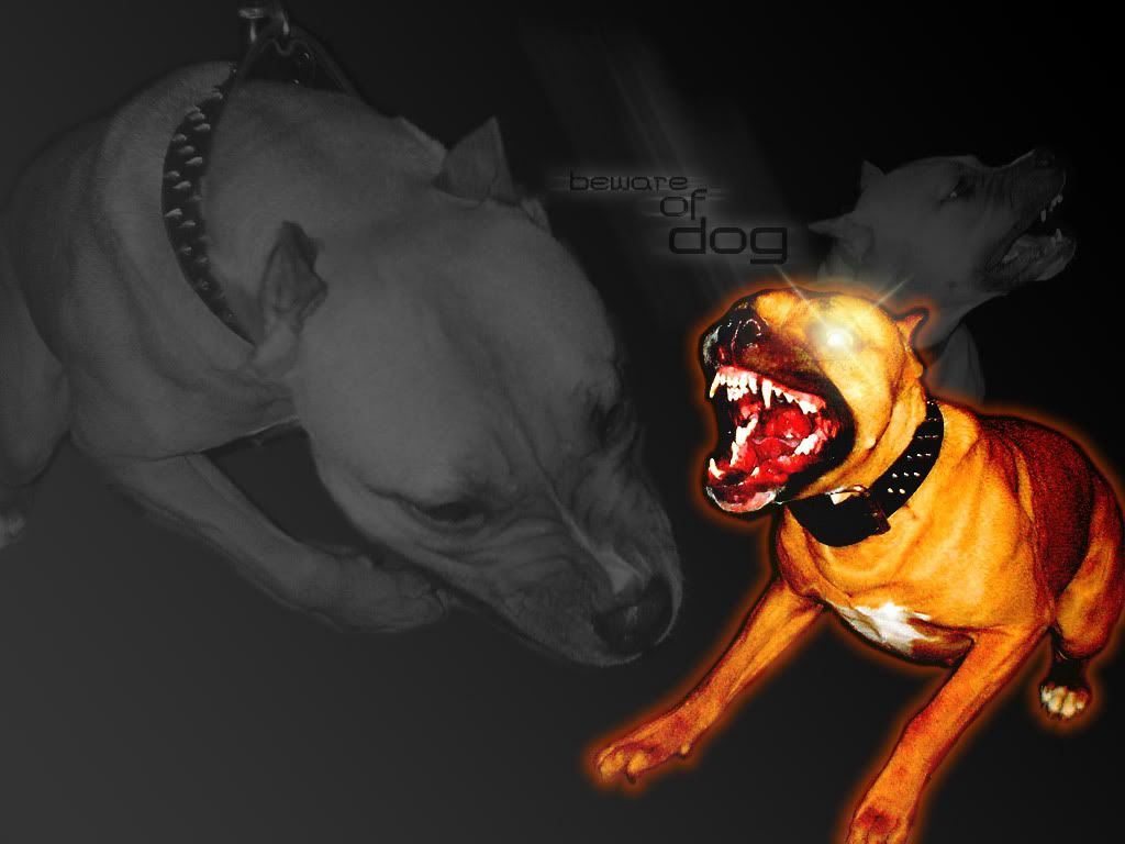 beware_OF_dog.jpg